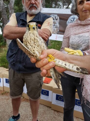 Suelta de aves rapaces