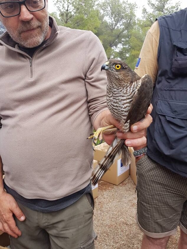 Dénia asciende al número 3 del ranking del registro de especies de la Comunitat Valenciana 11 suelta de aves rapaces en denia