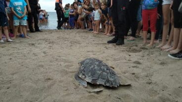 recorrido de una de las tortugas al agua