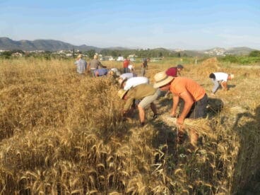 Siembra de trigo en el Montgó