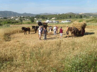 Siembra de trigo en Jesús Pobre