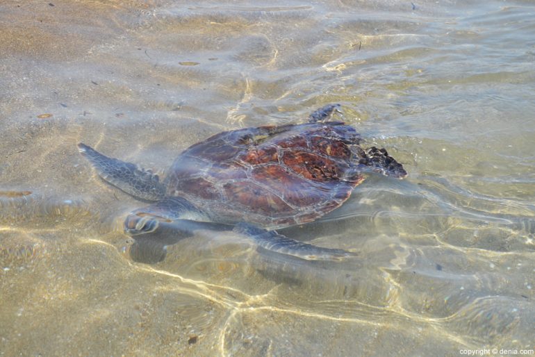 Schildpad die terugkeert naar de zee in Dénia