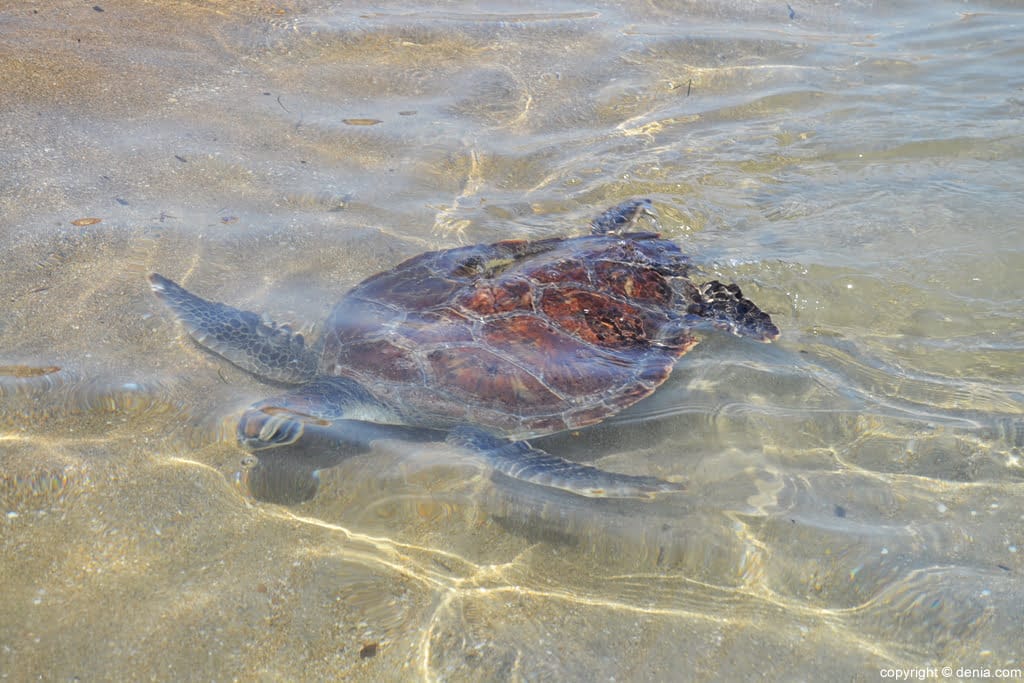Tres tortugas regresan hoy al mar en la playa del Raset de Dénia 1 tortuga regresando al mar en denia