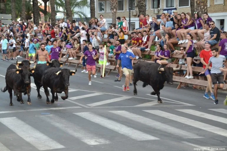 Última entrada de toros Fiestas Dénia 2018 - Toros hacia la plaza