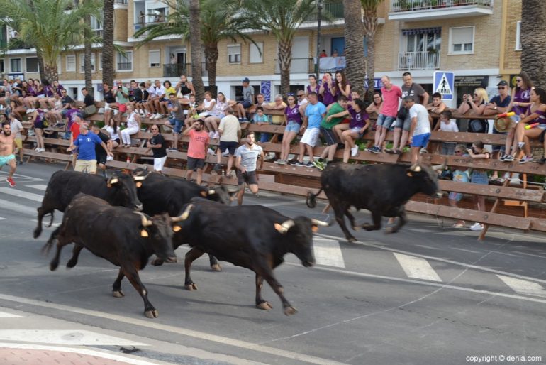 Última entrada de toros Fiestas Dénia 2018 - Toros hacia la plaza