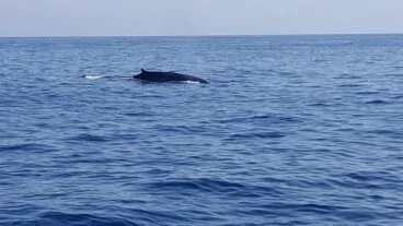 Ballena avistada desde la costa de Dénia