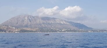 Ballena nadando por la costa de Dénia