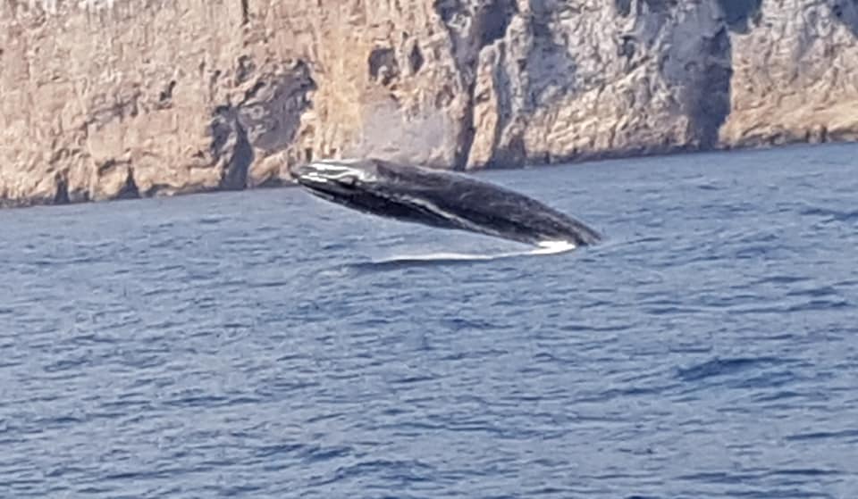 Salto de ballena rorcual en Dénia