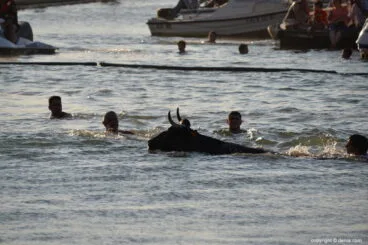 toro en el agua
