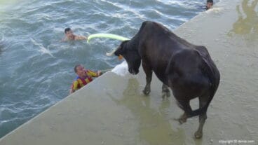 toro en el espectaculo de bous a la mar