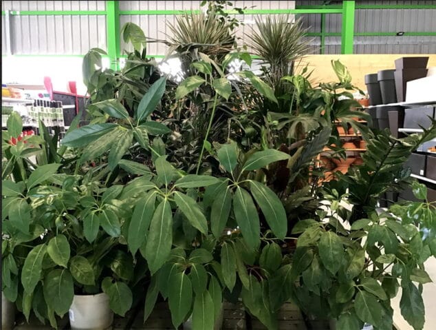 variedad de plantas be green