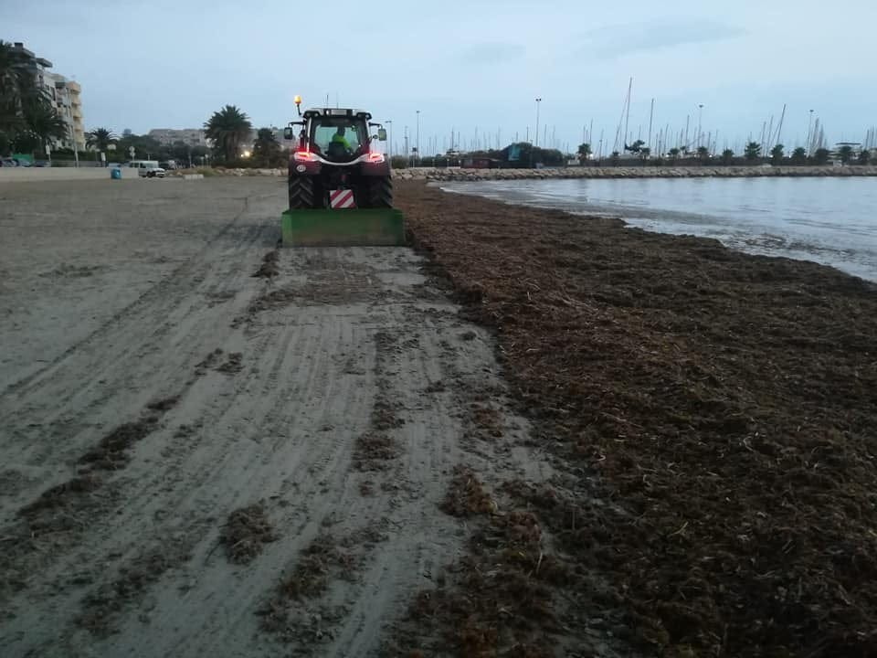 limpieza de algas en la playa de les marines