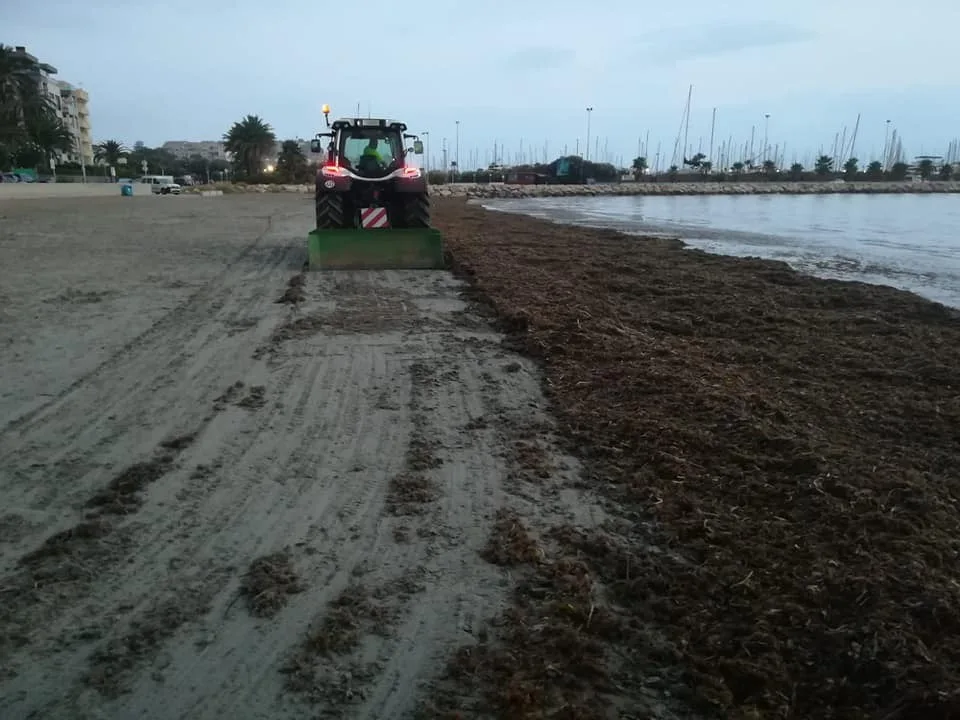 Dénia retira 600 toneladas de algas de las playas tras las tormentas del fin de semana 1 limpieza de algas en la playa de les marines