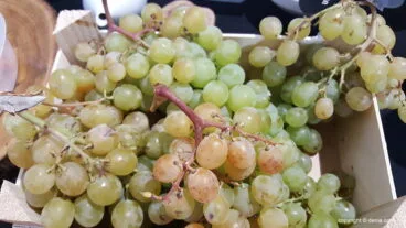 Uva Moscatell