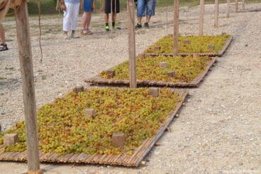 Uva secando al sol