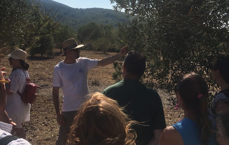 Visiting olive groves in Xàbia