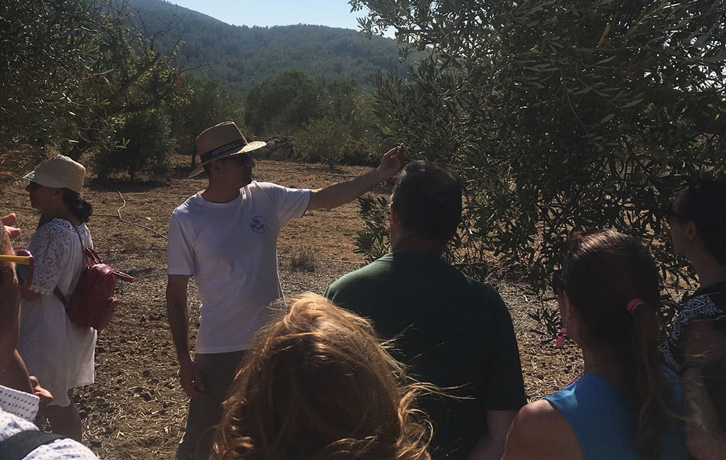 Visitando olivares en Xàbia