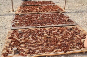 pasas en un canyis tras la escalda