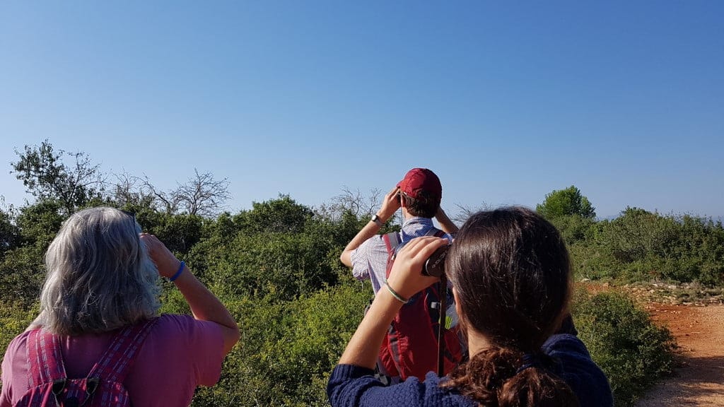 Liberan en Dénia a un cárabo y un ejemplar de águila calzada con motivo del Día Mundial de las Aves 2 dia mundial de las aves celebrado en denia
