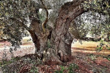 aboles monumentales denia