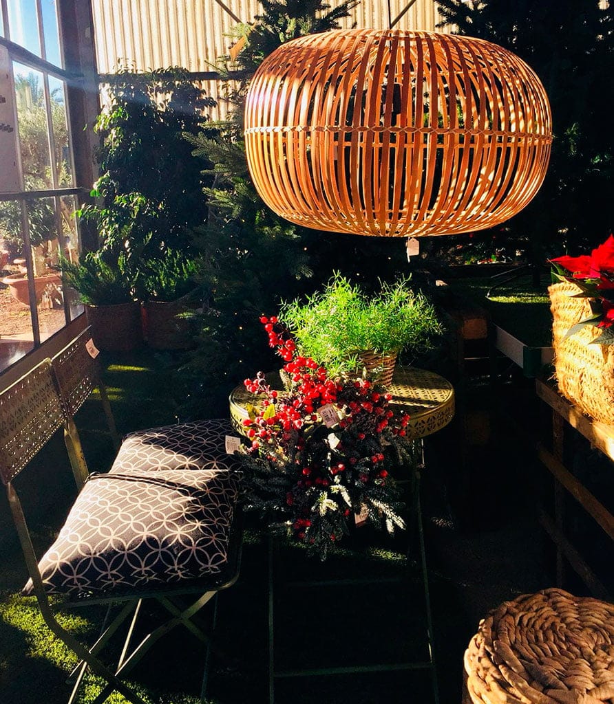 flores de pascua natura garden