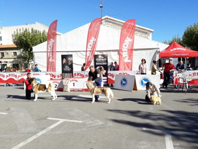 La Marina Alta se reunió en Ondara para hablar de su paisaje en la 'IV Fira Marina Alta amb els 5 sentits' 9 iv fira marina alta amb els 5 sentits concurso canino