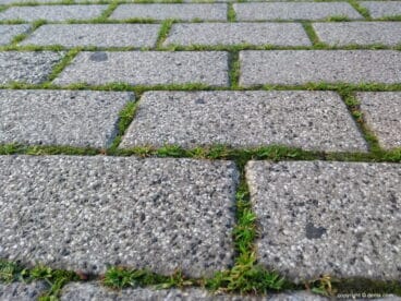 musgo en los adoquines de la calle la via