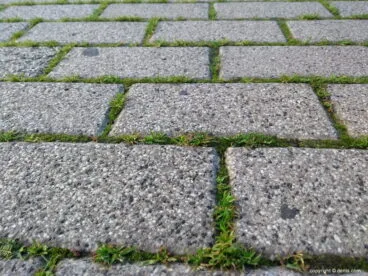 Musgo en los adoquines de la calle La Vía