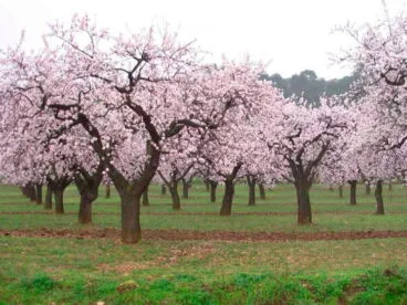 almendros en flor