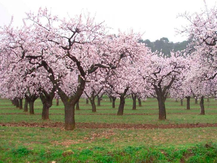 Excursión en familia: "Almendros en flor en las montañas" 1 almendros en flor