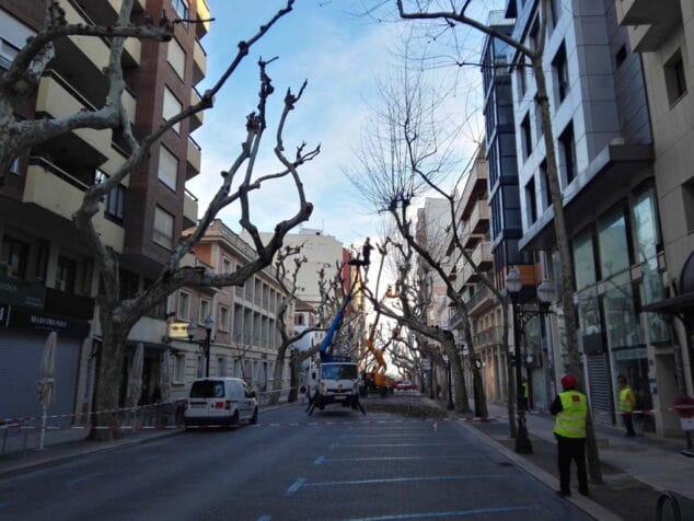 poda de arboles en marques de campo