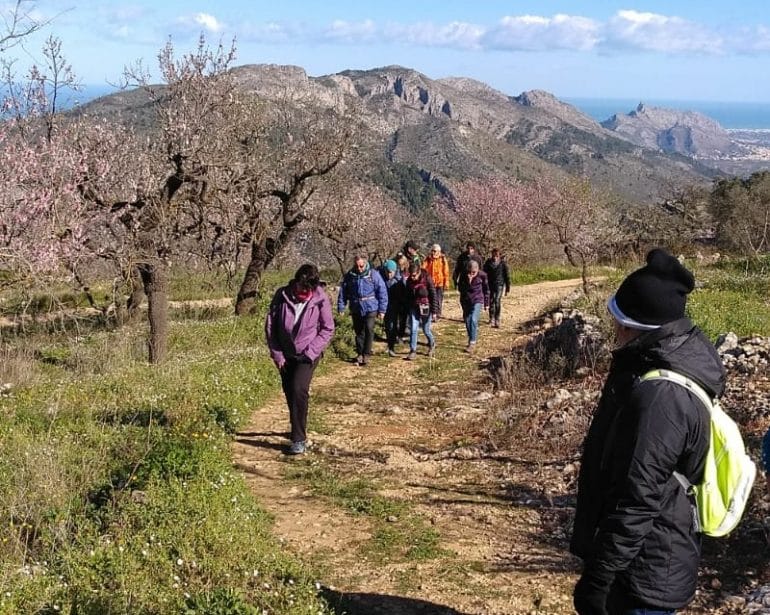 Almendros en flor en la Vall de Laguar