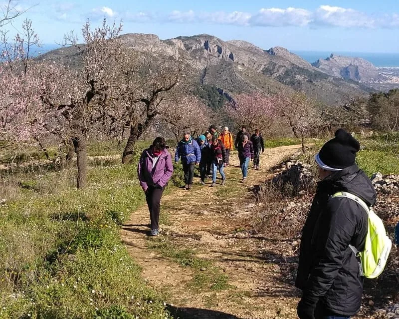 La belleza de los almendros en flor de la Vall de Laguar 2 almendros en flor en la vall de laguar