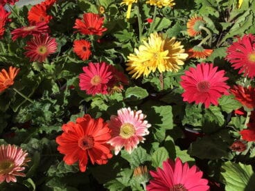 Diversidad de plantas Natura Garden