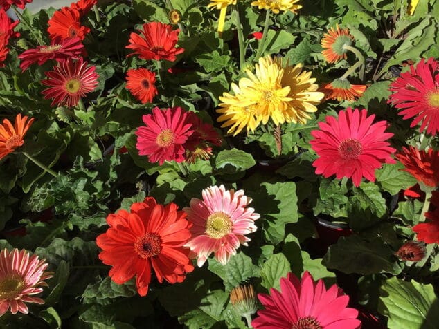 diversidad de plantas natura garden