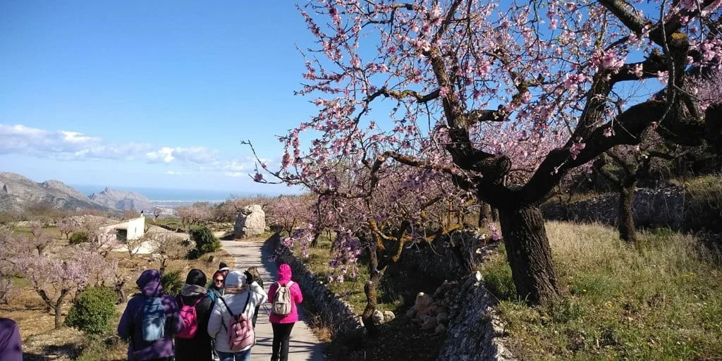 La belleza de los almendros en flor de la Vall de Laguar 1 excursion a la vall de laguar