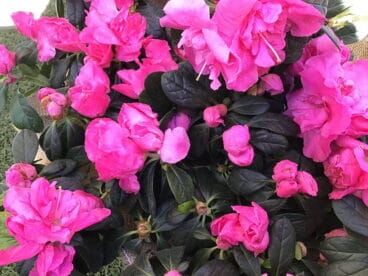 Flores de Natura Garden