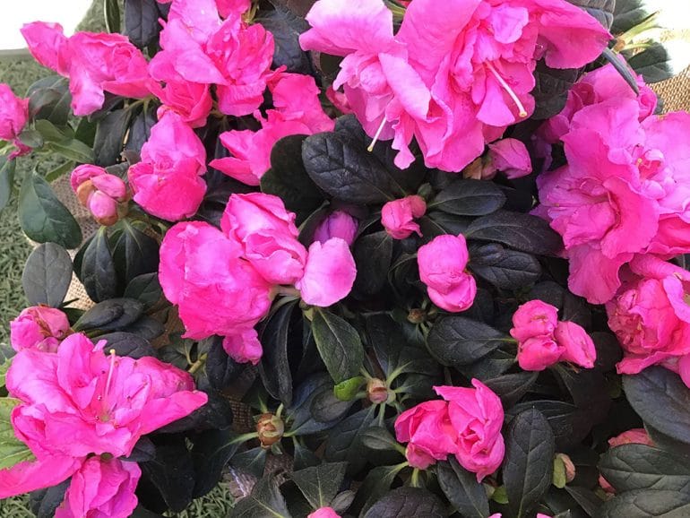 Flores de Natura Garden