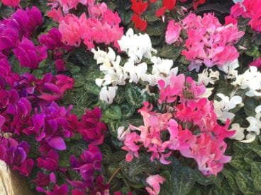 Flores Natura Garden