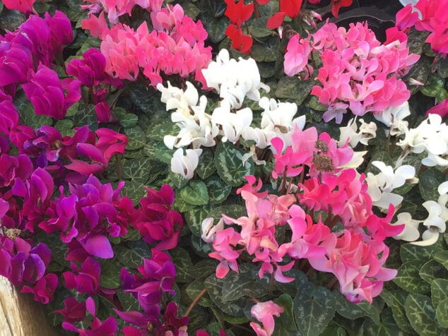 flores natura garden