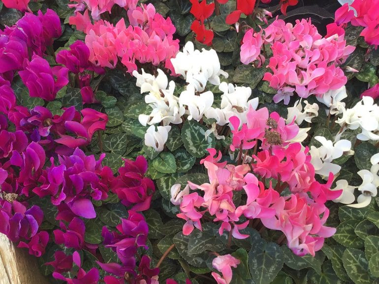 Flores Natura Garden