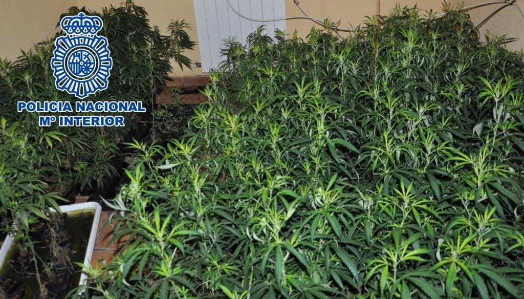 marihuana denia