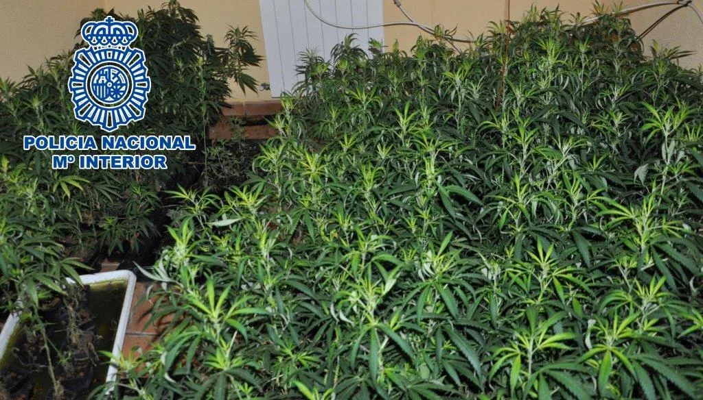 Desmantelan en Dénia un cultivo hidropónico de marihuana e intervienen cerca de 40 kilos 1 marihuana denia