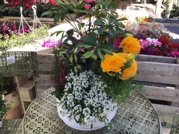 Natura garden Plantas