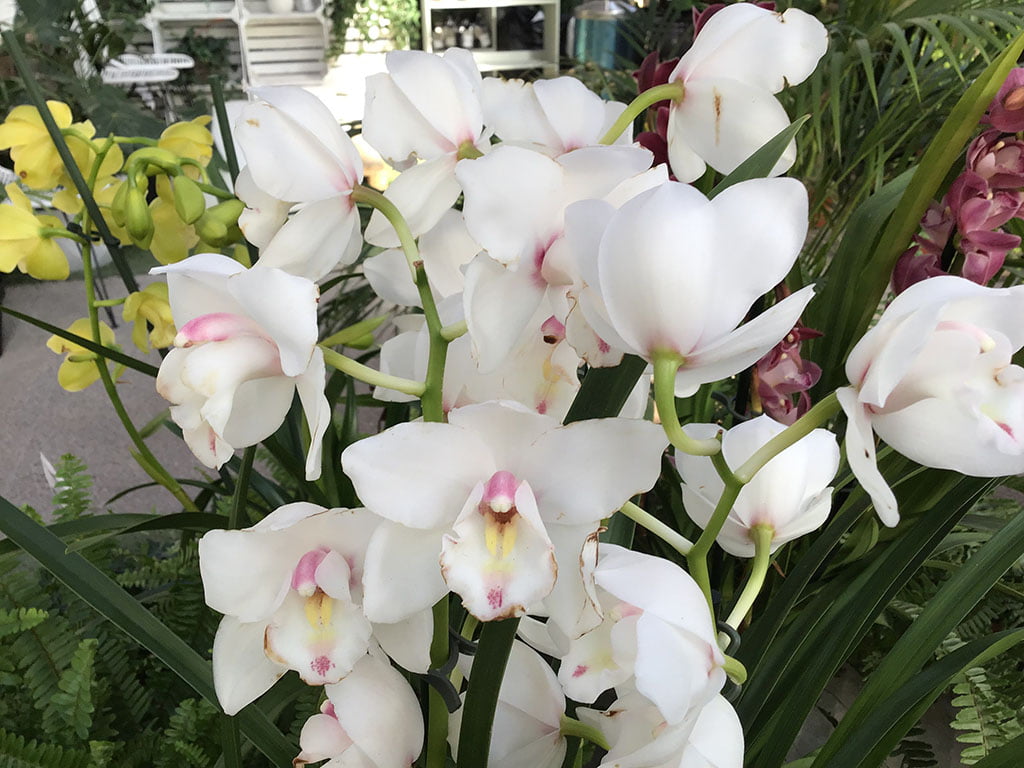 Orquídea blanca Natura Garden