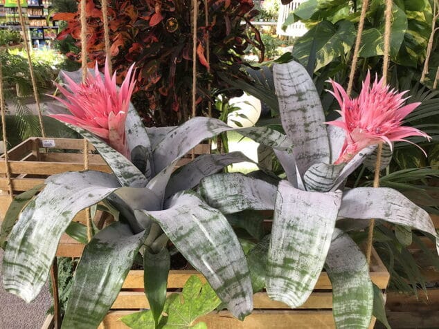 plantas natura garden