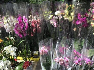 San Valentín en Natura Garden