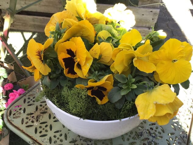 san valentin regala flores natura garden