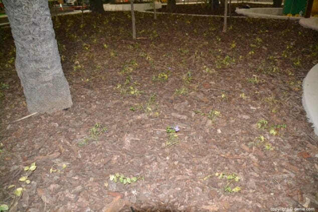 09 plaza archiduque carlos denia corcho