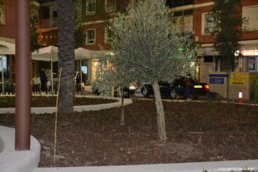 20 Plaza Archiduque Carlos Dénia – árboles